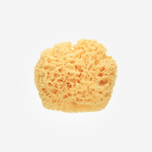 Esponja natural bebé premium